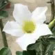 Adenium White Flower