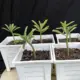 Adenium Swazicum Plant