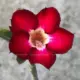 Adenium Red Flower Plant